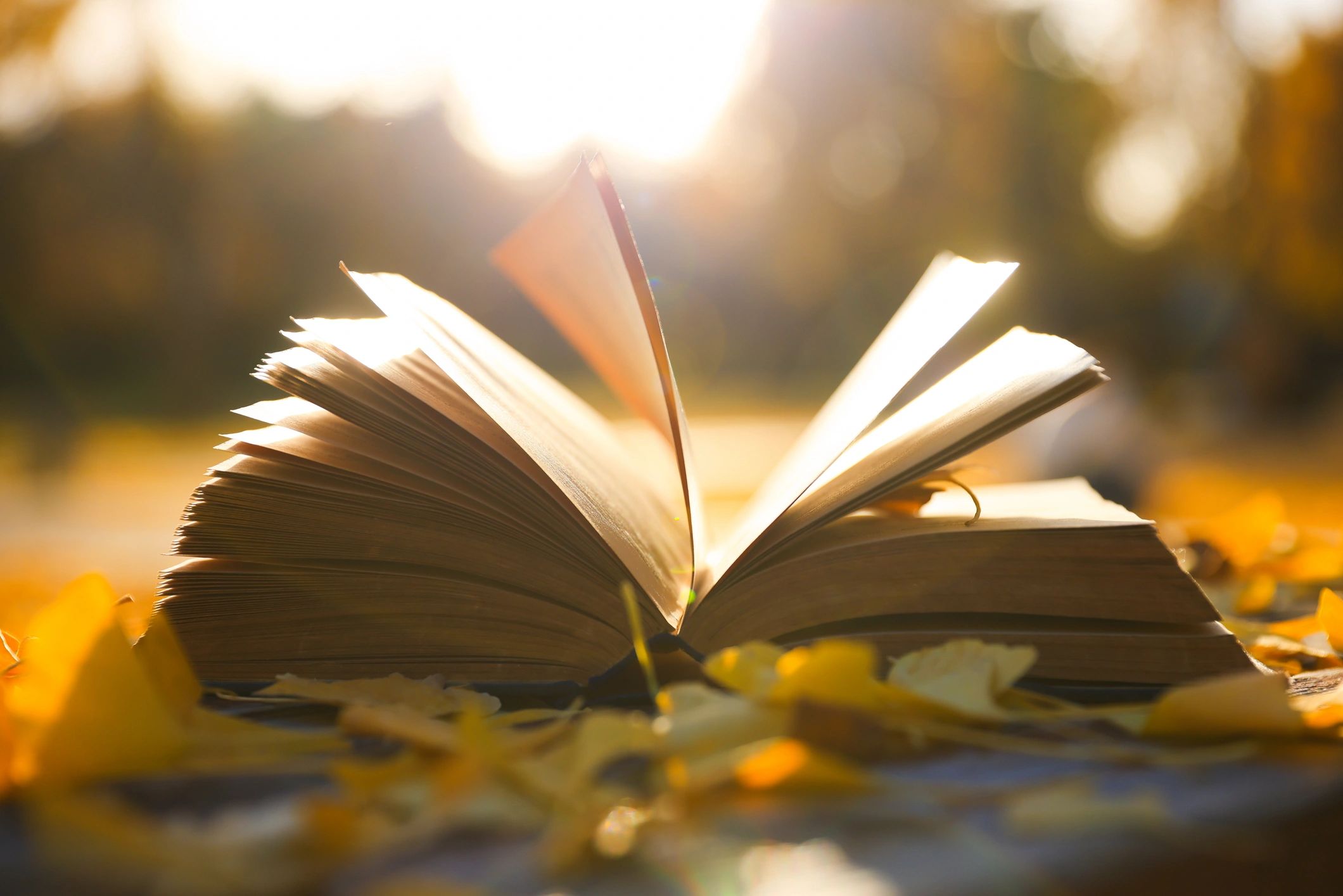 Open book pages in warm sunlight