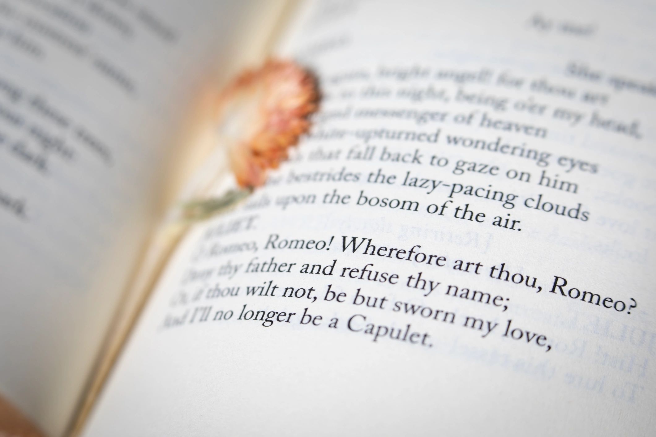 Open book page with a dried flower